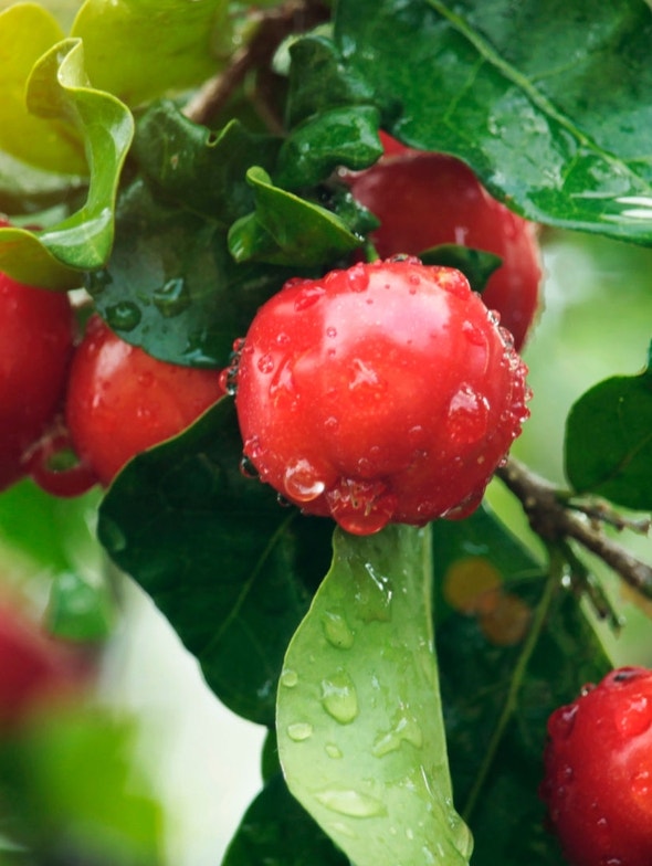 Acerola: natürliche Quelle für Vitamin C