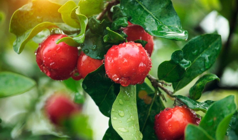 Acerola: natürliche Quelle für Vitamin C