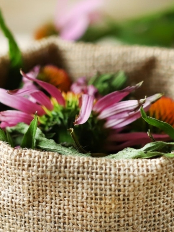 Echinacea und saisonale Erkrankungen