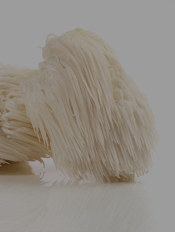 Hericium erinaceus, der Mönchspilz