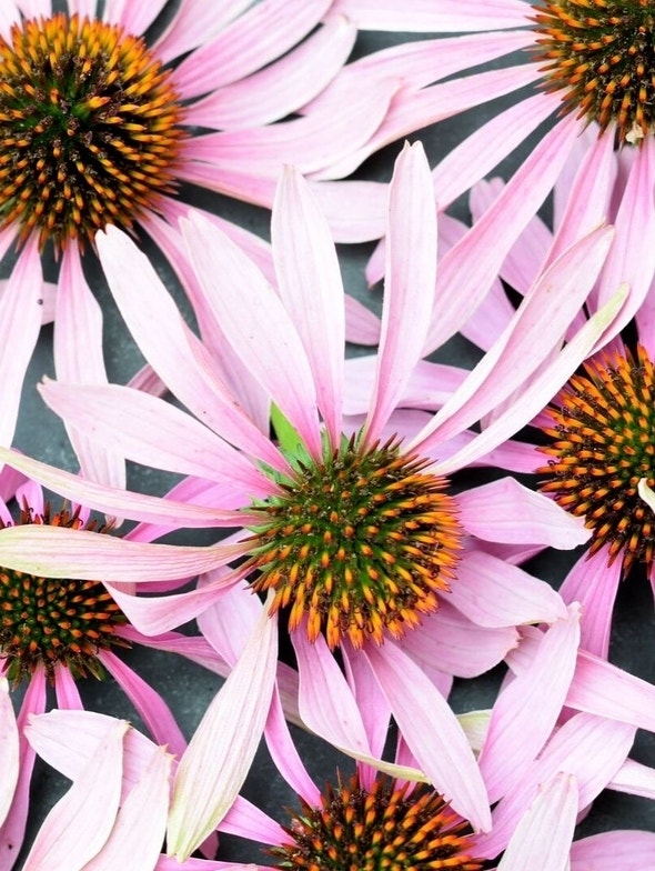 Echinacea | Eigenschaften, Anwendungen, Wirkungen und Gegenanzeigen