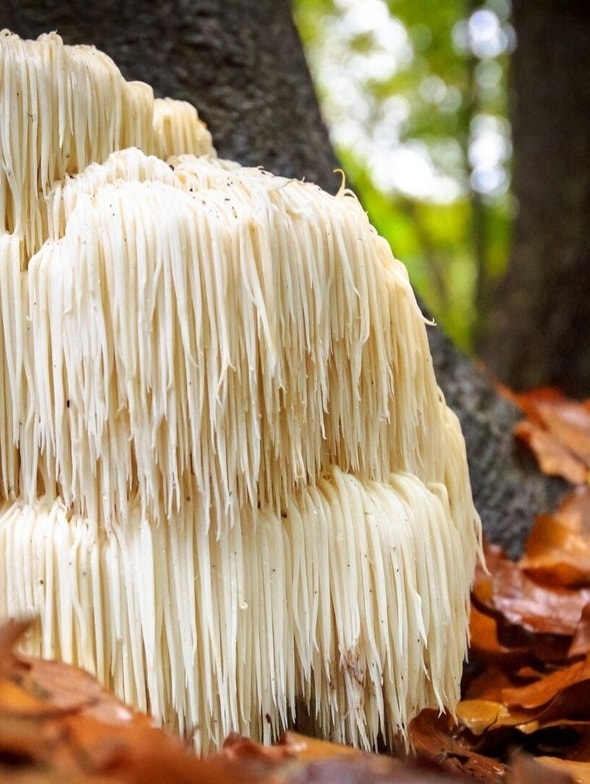 Hericium Erinaceus | Eigenschaften und Vorteile des Vitalpilzes