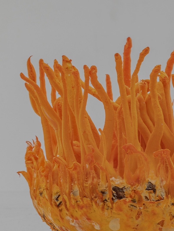 Cordyceps sinensis | Die Vorteile des 