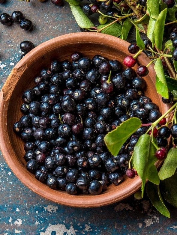 Maqui-Beeren | Ein Konzentrat aus Antioxidantien und Vorteilen