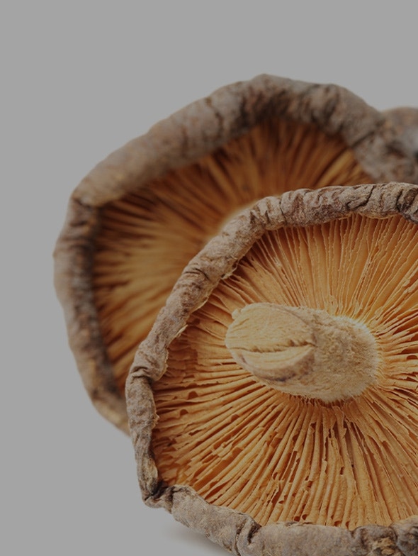 Shiitake-Pilz: vorteilhafte Eigenschaften und Geschichte