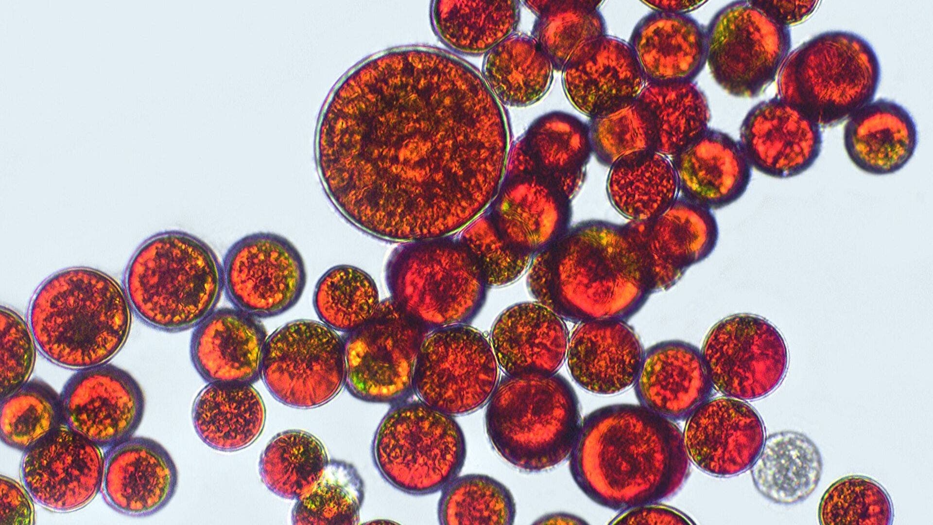 Die Mikroalge Haematococcus pluvialis, reich an Astaxanthin.