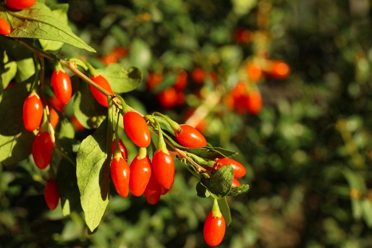 bacche di goji sull'albero