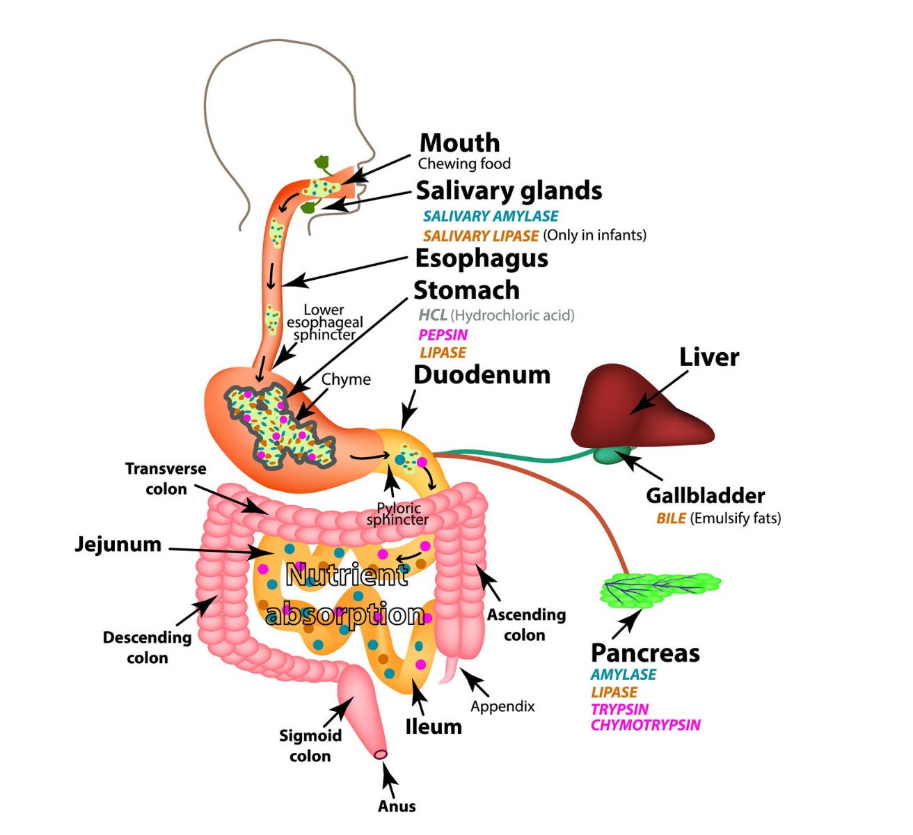 Verdauungssystem Schema.