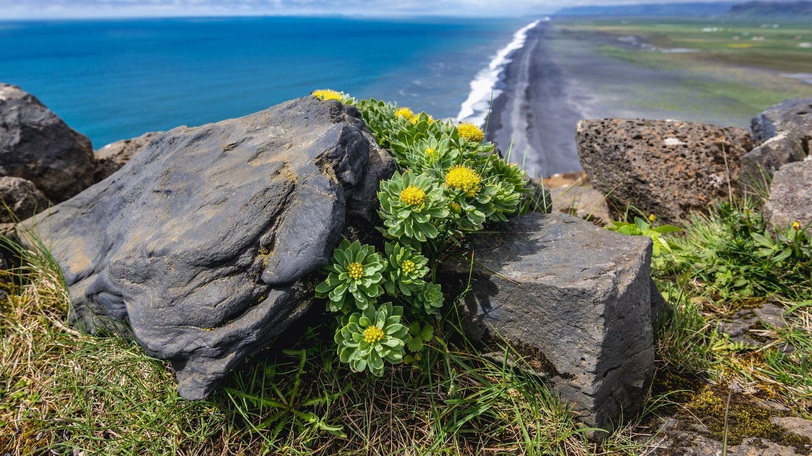 Rhodiola rosea Pflanze