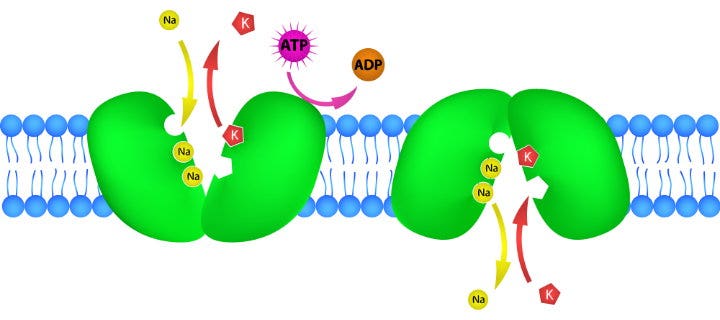 Funktionsdiagramm der Natrium-Kalium-Pumpe